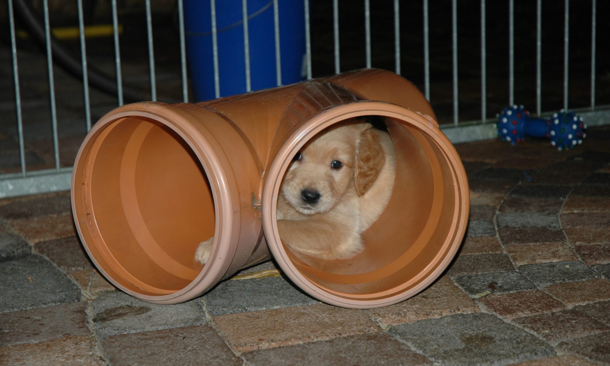 Golden Retriever von der Velsener Mark